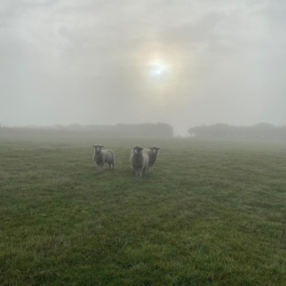 Butchery & Cafe Vines Close Farm