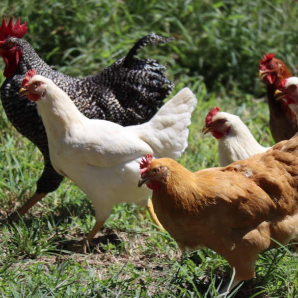Farm Shop Vines Close Farm