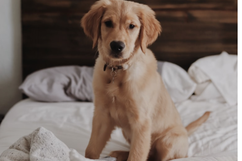 Vines Close Farm The best of Dorset produce